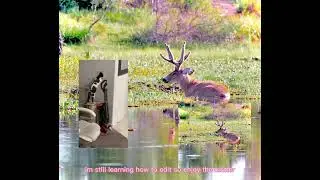 bink 2/24 deer in the water