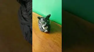 Максвел кот из пластилина.Maxwel cat from plasticine