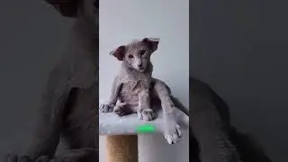 Необычный котенок из приюта 🐈🐈‍⬛ 