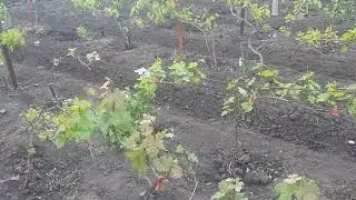 Патогенная ситуация на винограднике