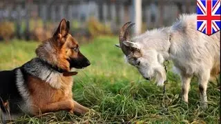 Goats may be able to communicate with humans like dogs and cats, new research shows - TomoNews