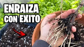 Como Reproducir PARRA o VID con ÉXITO!! 🍇 Cientos de Plantas GRATIS | La Huerta de Ivan