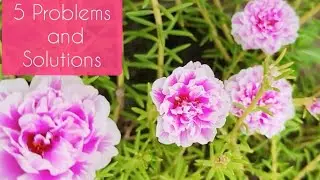 Portulaca plant problem and solution, portulaca plant care | 5 problems |