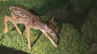 A Baby Dear at our Table Rock Lake Home Near Big Cedar Lodge