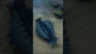 Anomalocaris. The Largest Shrimp in Earth's History 