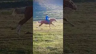 Beautiful Horse! Horses Running  