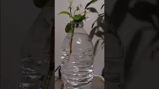 Plant timelapse