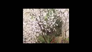تساقط الثلوج - مقطع من سورة الرعد