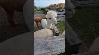 #alpaca#shortvideo