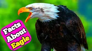 😱Amazing Facts About Eagle |Eagle Facts In Hindi | |Eagle के रोचक तथ्य |