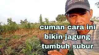 CARA MEMUPUK JAGUNG,BIAR TUMBUH SUBUR.
