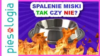 Spalenie miski, czy to dobry pomysł? 🔥