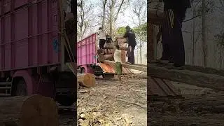 Load teak wood into medium truck 12 #woodworking #russia #america #india #korea