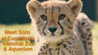 Cheetah Cub at the NZA