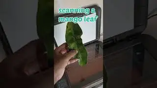 scanning a mango leaf 