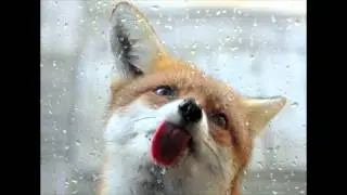 fox2fox.today исполнился год