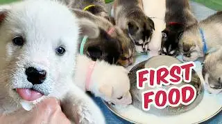 Rescue Puppies Eat For The First Time!