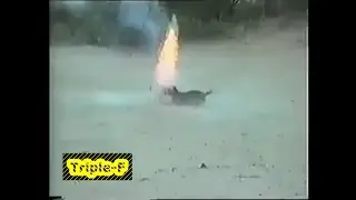 crazy puppy put firecracker in his mouth