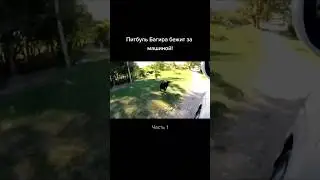 Питбуль бежит за машиной 