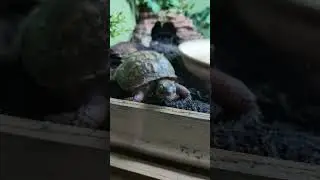 Lift Arc Goes to the Zoo