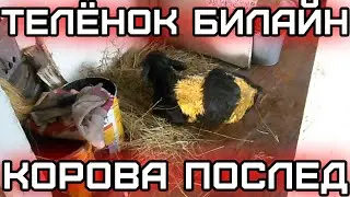 Телёнок билайн - корова послед