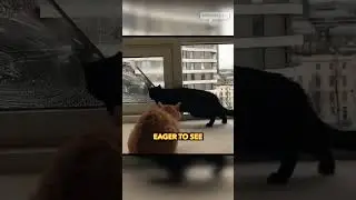 playful cat disturbs man from cleaning high-rise window 🥴🐱🪟 #cat #kitten