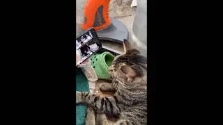 Cats are awesome