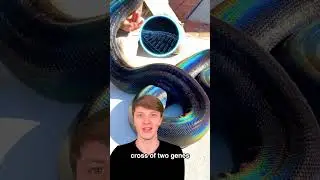 Rarest Snakes In The World