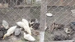 Немного о моих утках