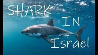 Shark in Israel