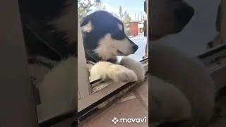 Маламут Парк и Мамба 5 месяцев #аляскинскиймаламут #друг #мамба