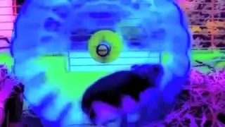 RUNNING ALL THE TIME -- HAMTARO ON THE HAMSTER WHEEL OF LIFE