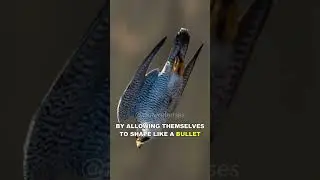 Peregrine Falcon | The Fastest Animal On Earth