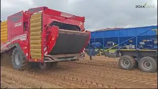 DokaGene. Уборка сорта Фламинго новым 4-х рядным самоходным комбайном Grimme Varitron 470