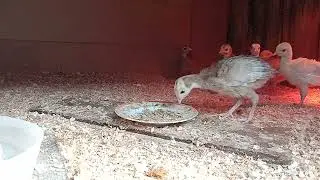 Удачная попытка съесть червячка