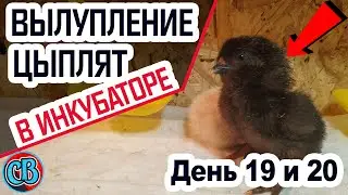 Вылупление цыплят в инкубаторе на 19 и 20 день!