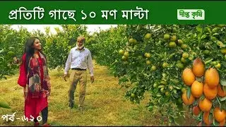 Deepto Krishi/দীপ্ত কৃষি- প্রতিটি গাছে ১০ মণ মাল্টা | চুয়াডাঙ্গা | deepto tv