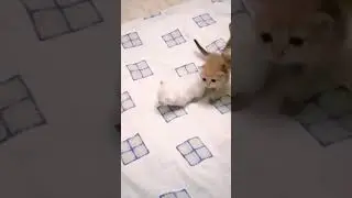 Котята зовут Маму кошку | Дэя потеряла котят