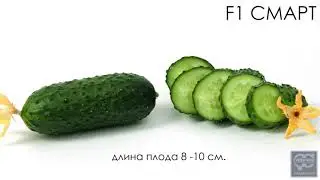 Огурец «Смарт». Профессиональные семена Гавриш