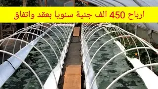 اسبيرولينا - مشروع انتاج الاسبيرولينا بارباح تصل الي 450 الف جنية سنويا
