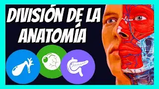 ✅  CLASIFICACIÓN de la ANATOMÍA | División explicada en 5 minutos