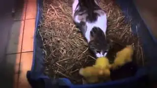 Кошка воспитывает утят
