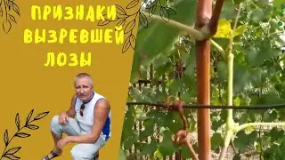 Признаки вызревшей лозы.