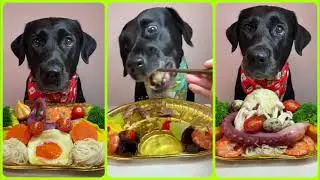 What We Feed Our Dogs DAILY! (Meal Prep Secrets) | The Petting Zoo |EP no.29
