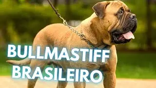 Bullmastiff Brasileiro Dog Breed - Facts and Information