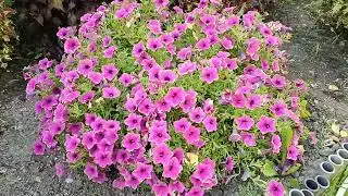 🍁Обзор участка на 21.09.2024г🍁