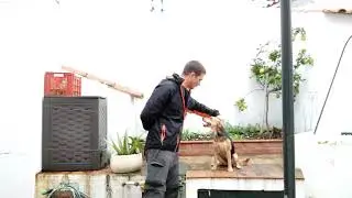 harness training in one session