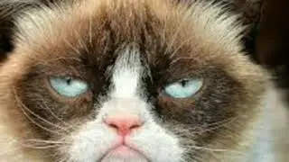 Kucing berwajah konyol