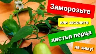 Заморозьте или засолите листья перца на зиму!