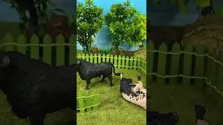 Bull fight 
